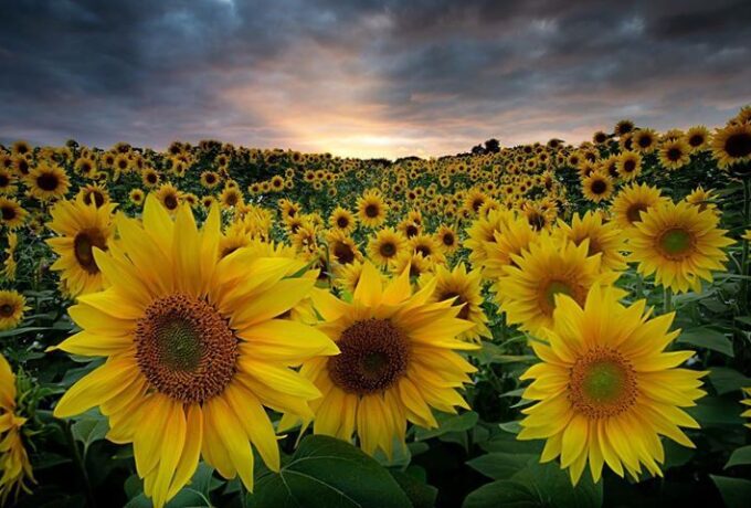 Keith Trueman - Sunflowers