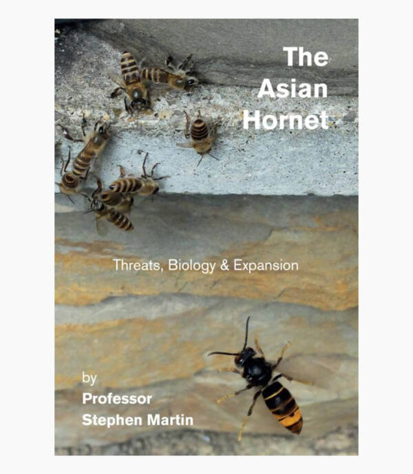The Asian Hornet