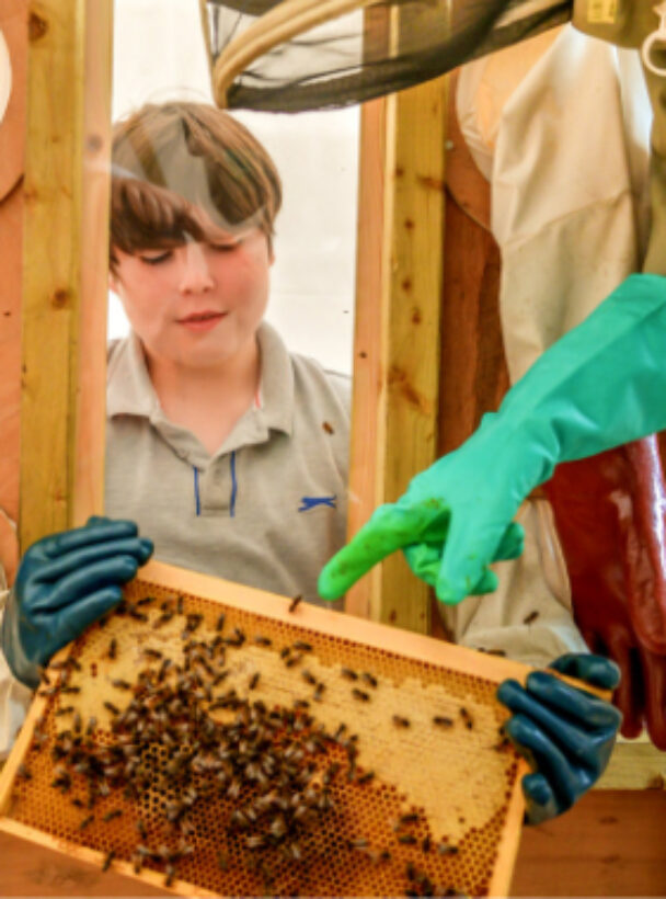 beekeeping demo