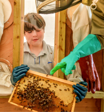 beekeeping demo