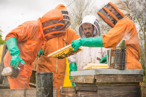Beekeeping Experience Day