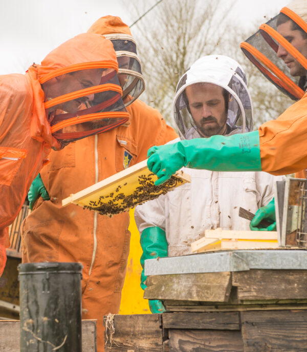 Beekeeping Experience Day