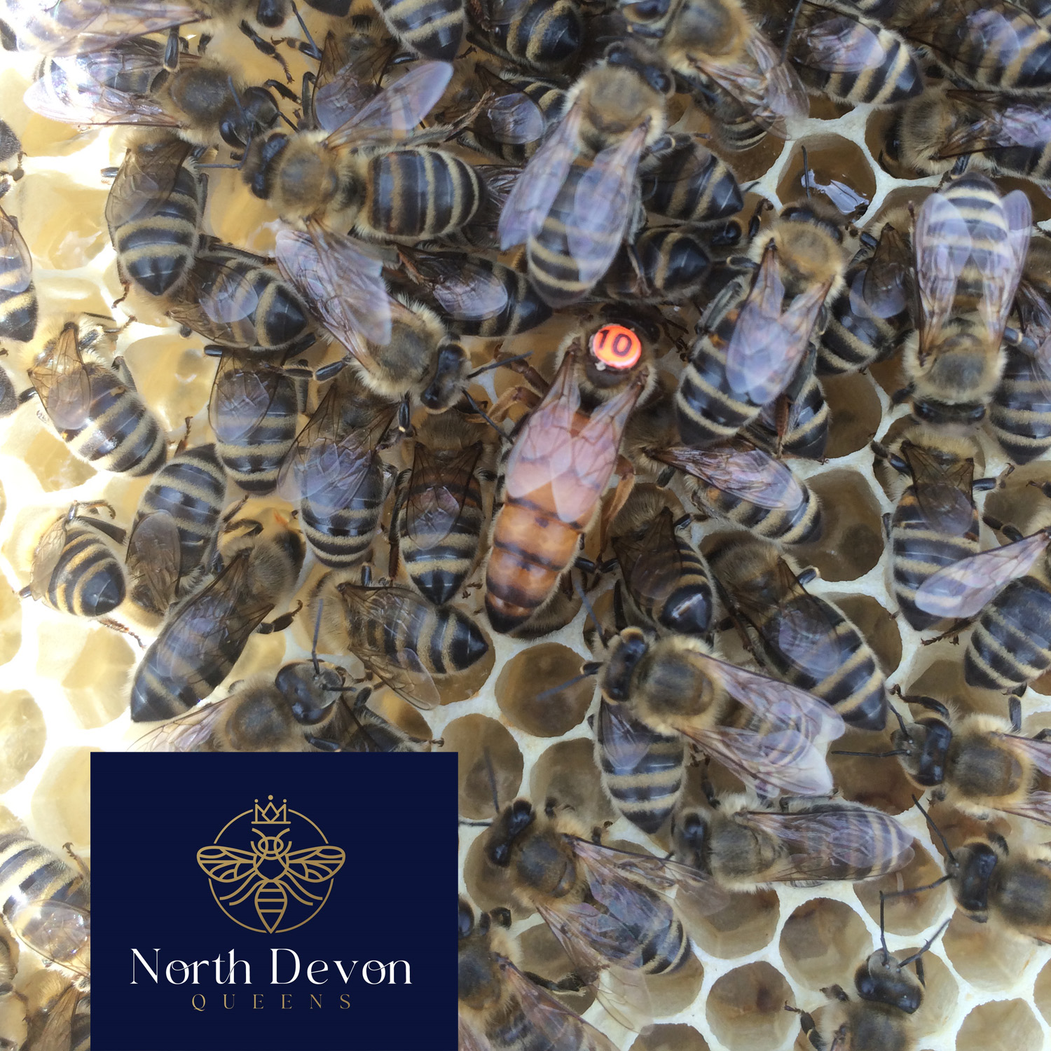Open Mated Queen Bee - North Devon Queens - Quince Honey Farm
