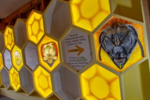 Lifecycle of the Honeybee