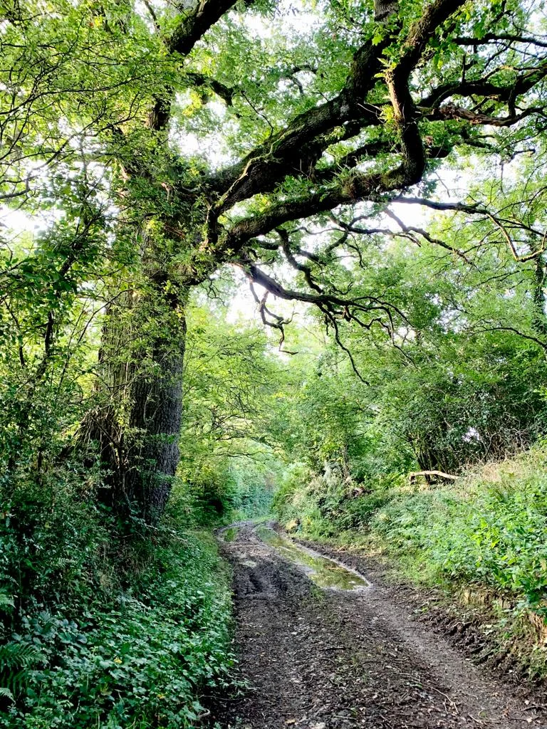 trees at Quince